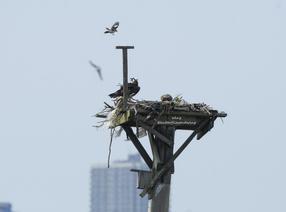 Osprey - ML638416441