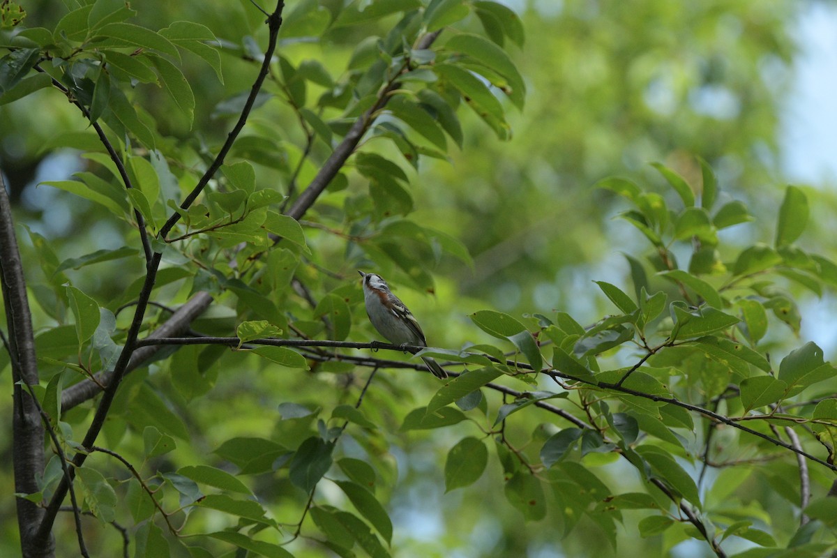 Chestnut-sided Warbler - ML638416465