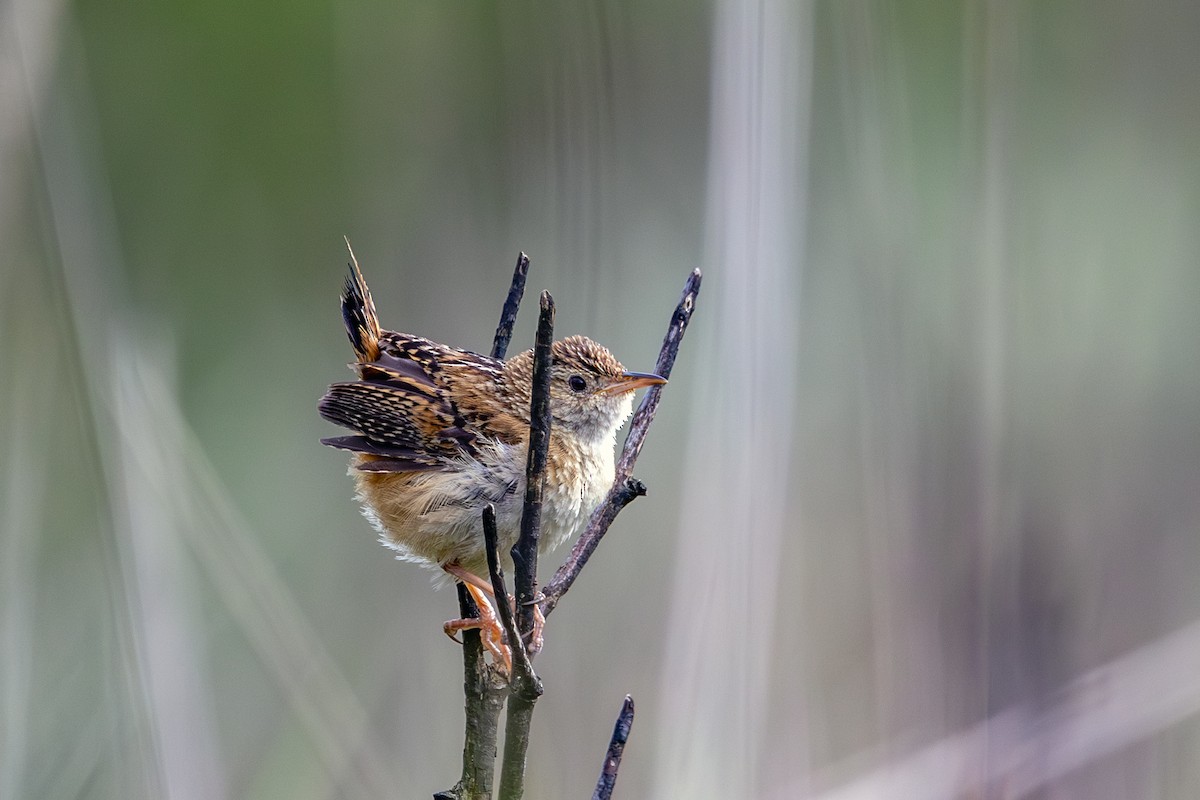 Grass Wren (Northern) - ML638416472