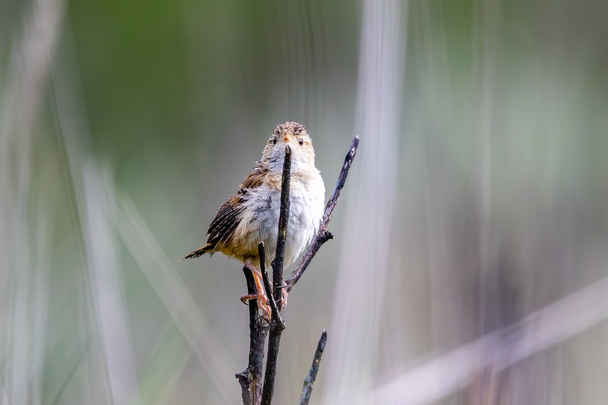 Grass Wren (Northern) - ML638416473