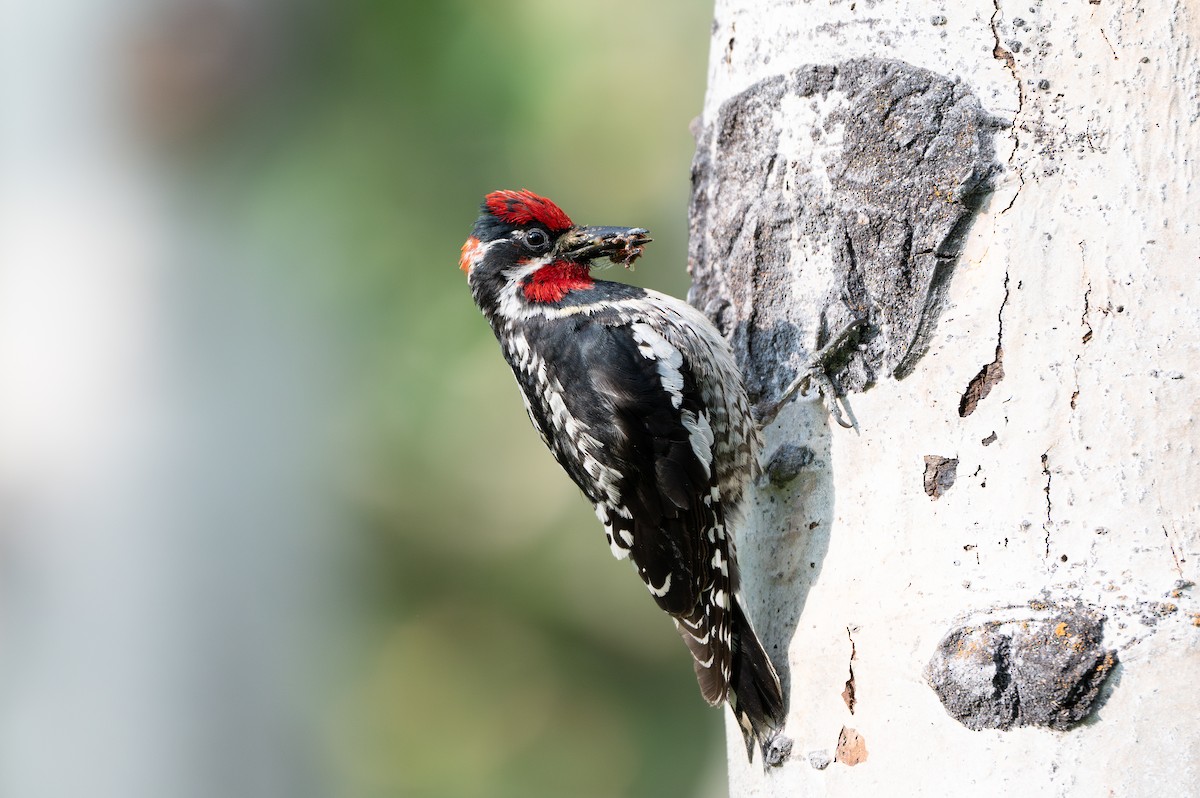 Red-naped Sapsucker - ML638416477