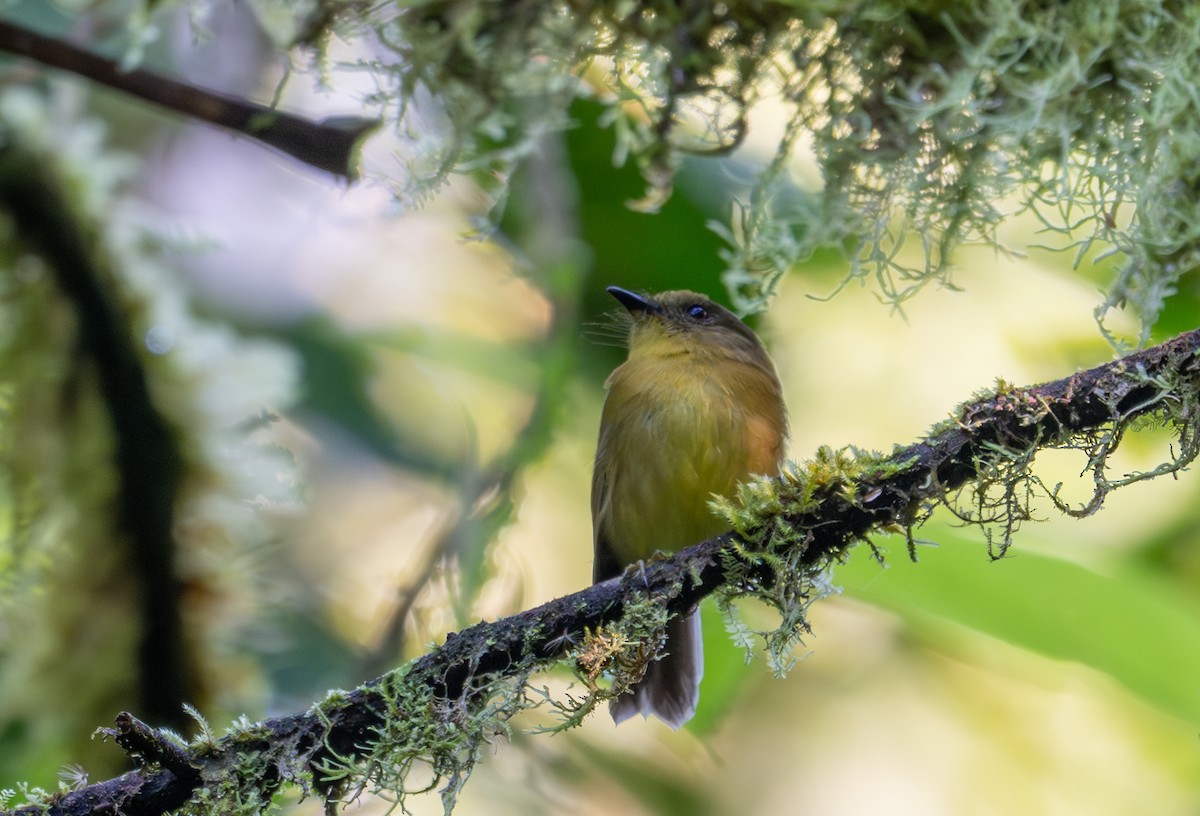 Bronze-olive Pygmy-Tyrant - ML638416478