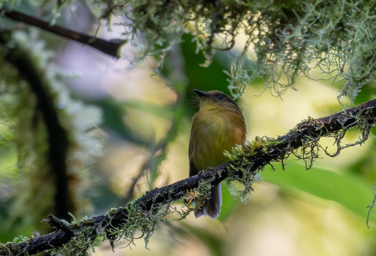 Bronze-olive Pygmy-Tyrant - ML638416479