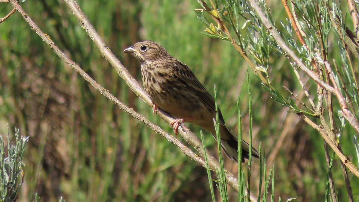 Ortolan Bunting - ML638416480