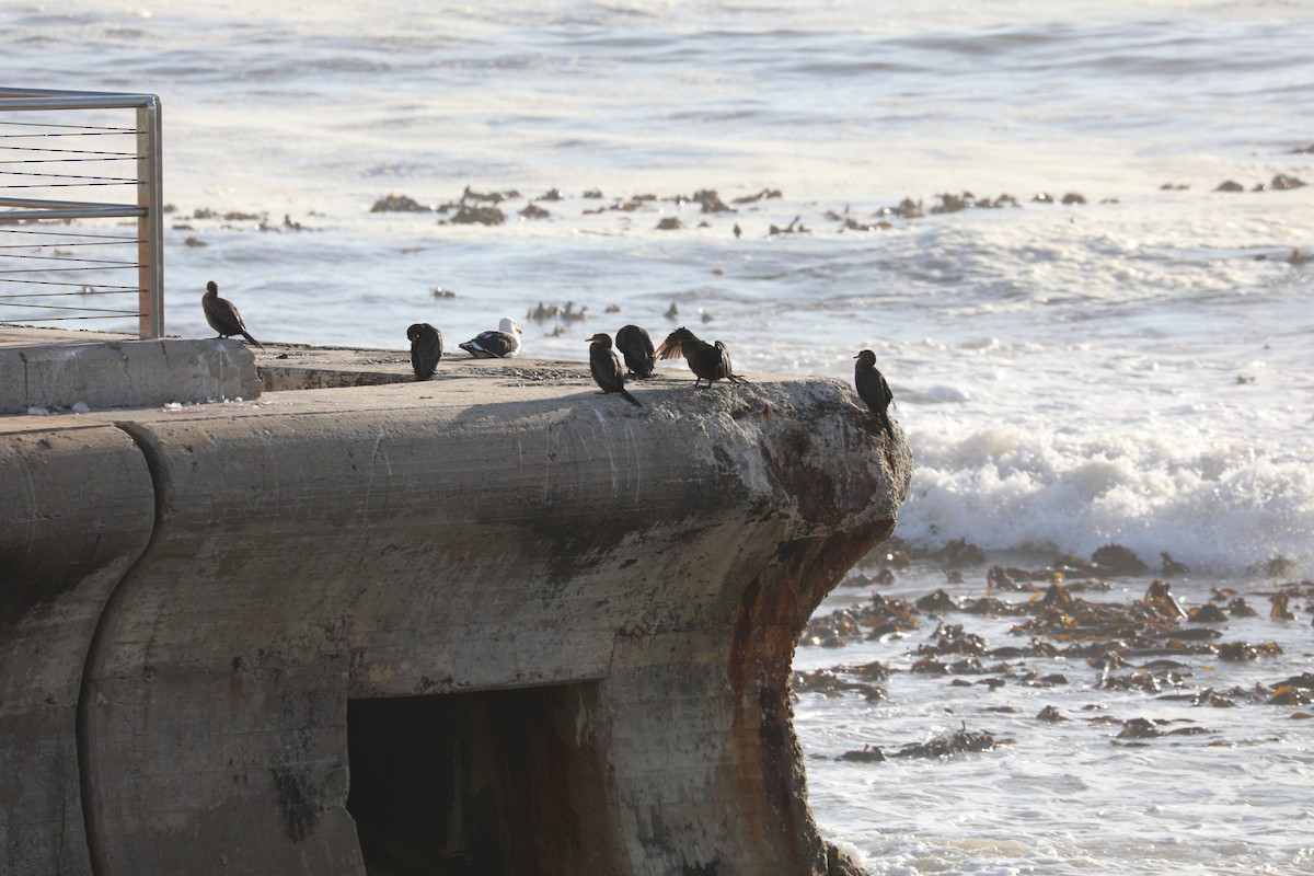 Cape Cormorant - ML638416491