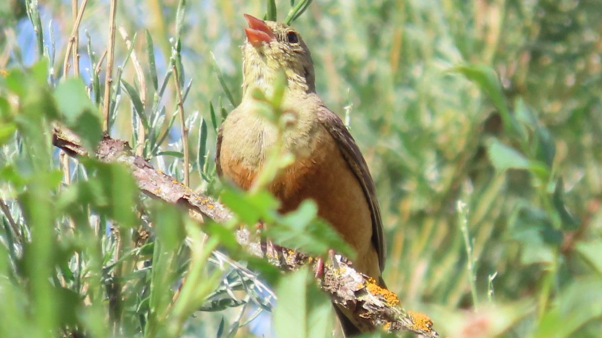 Ortolan Bunting - ML638416493