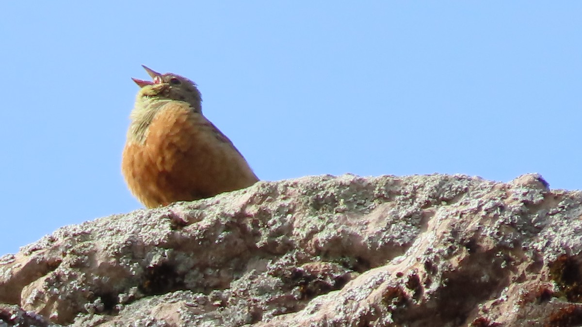 Ortolan Bunting - ML638416511
