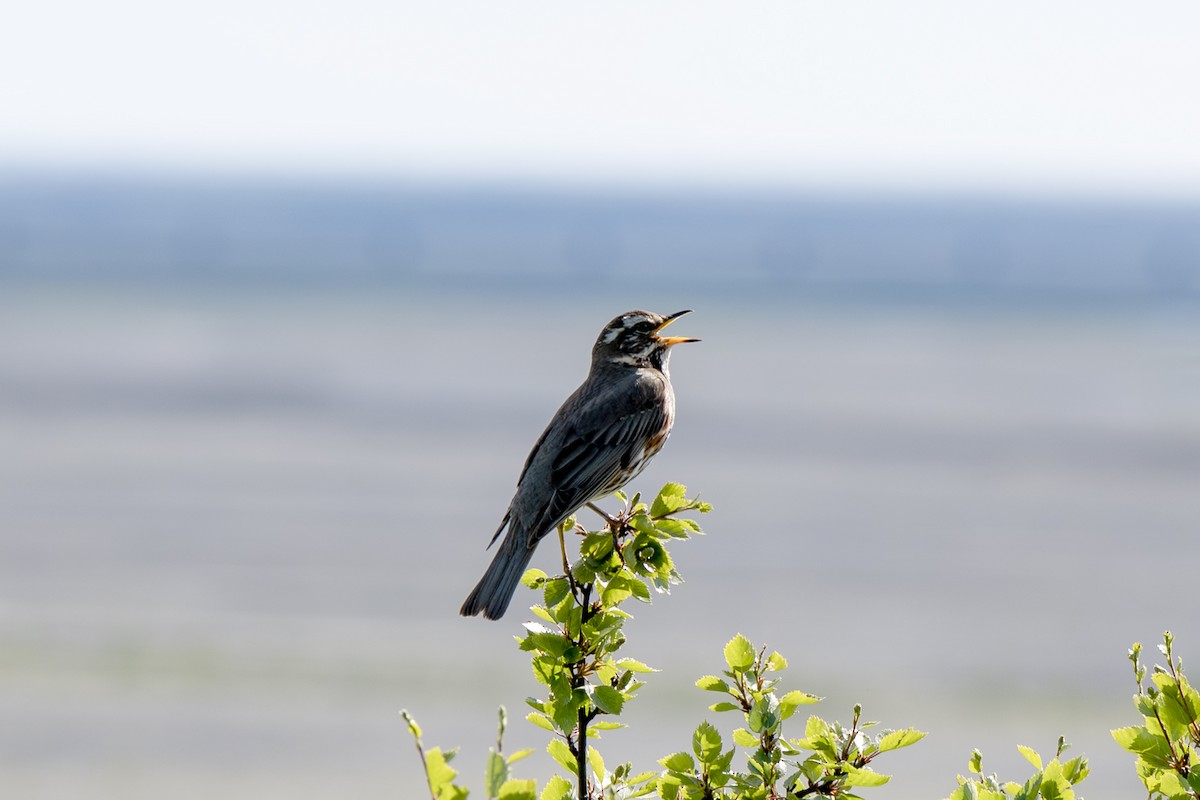 Redwing - ML638416515