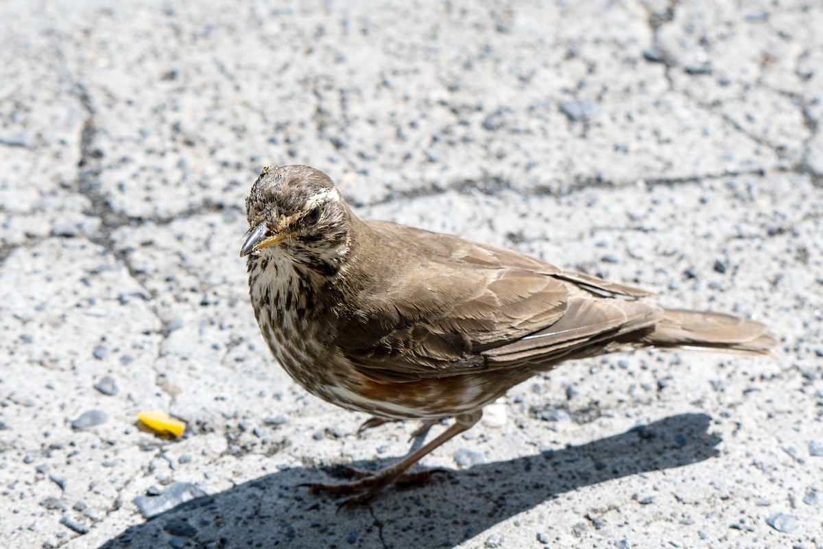 Redwing - ML638416516
