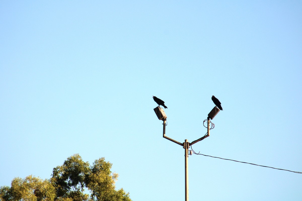 Common Raven - ML638416524