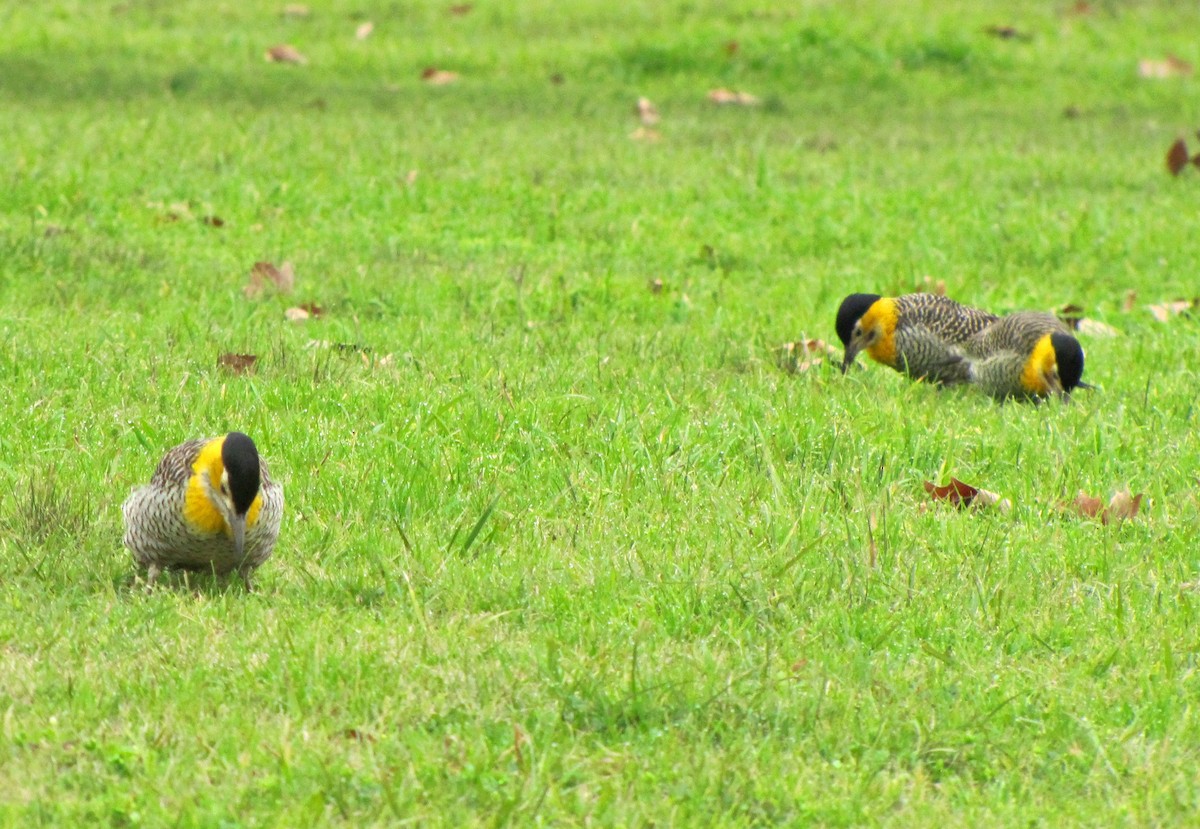 Campo Flicker - ML638416528