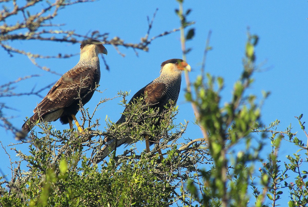 Crested Caracara (Southern) - ML638416600