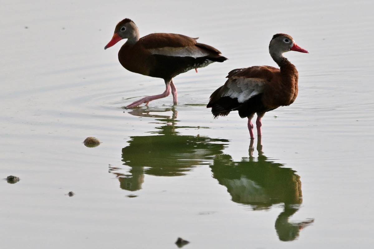 Black-bellied Whistling-Duck - ML638416619