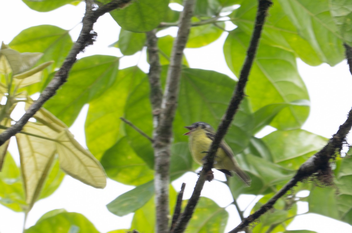 Ashy-headed Tyrannulet - ML638416643