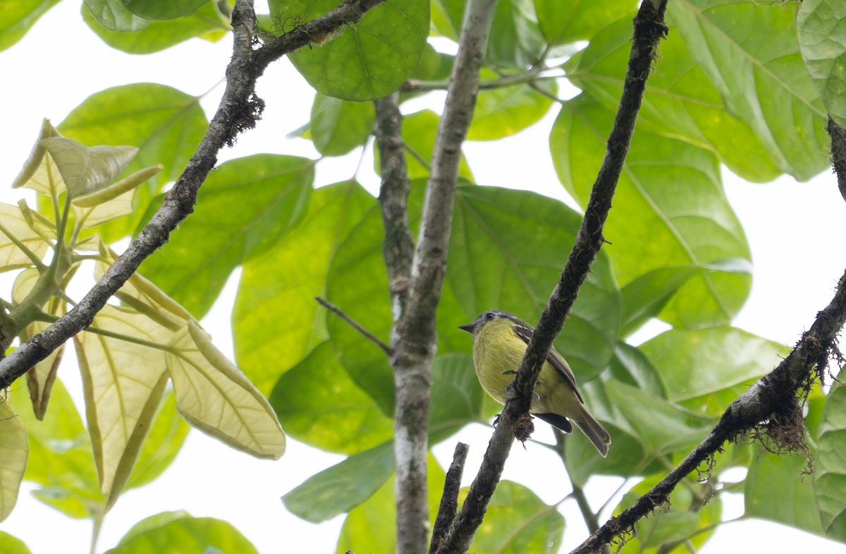 Ashy-headed Tyrannulet - ML638416644
