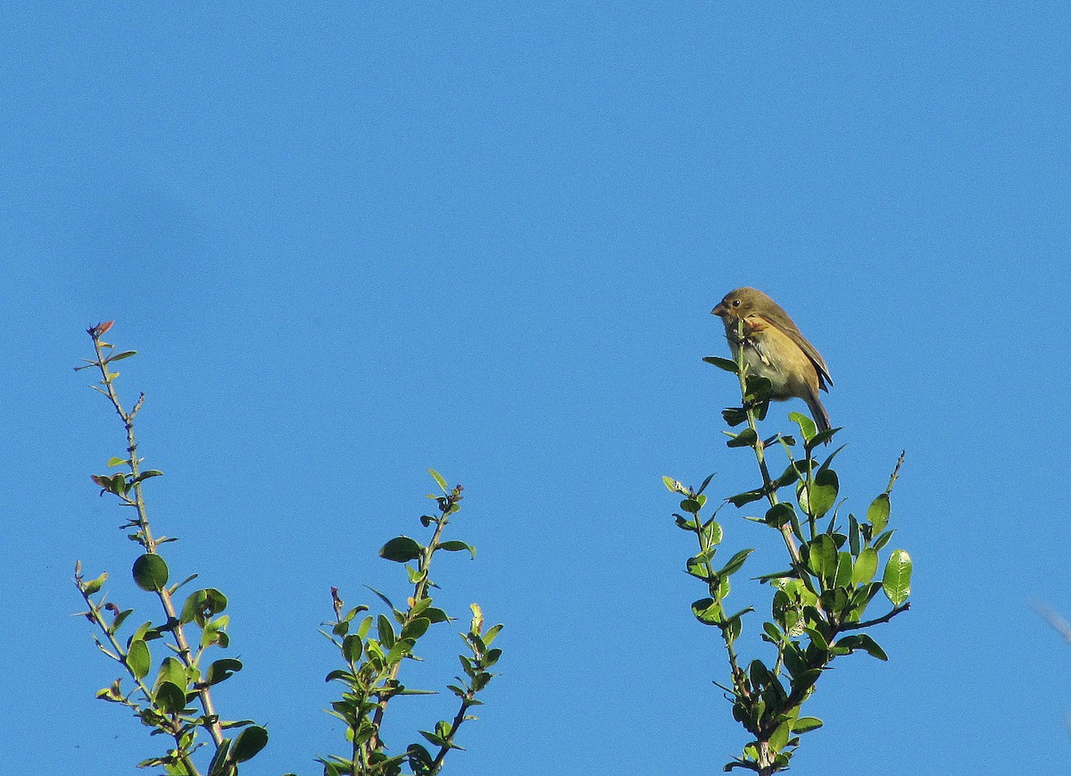 Double-collared Seedeater - ML638416664