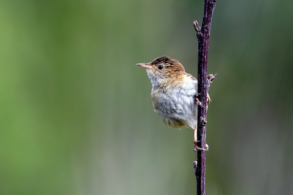 Grass Wren (Northern) - ML638416720