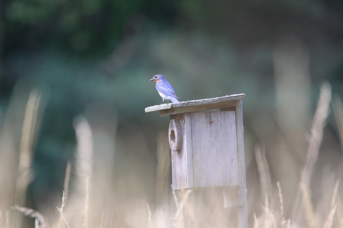 Eastern Bluebird - ML638416722