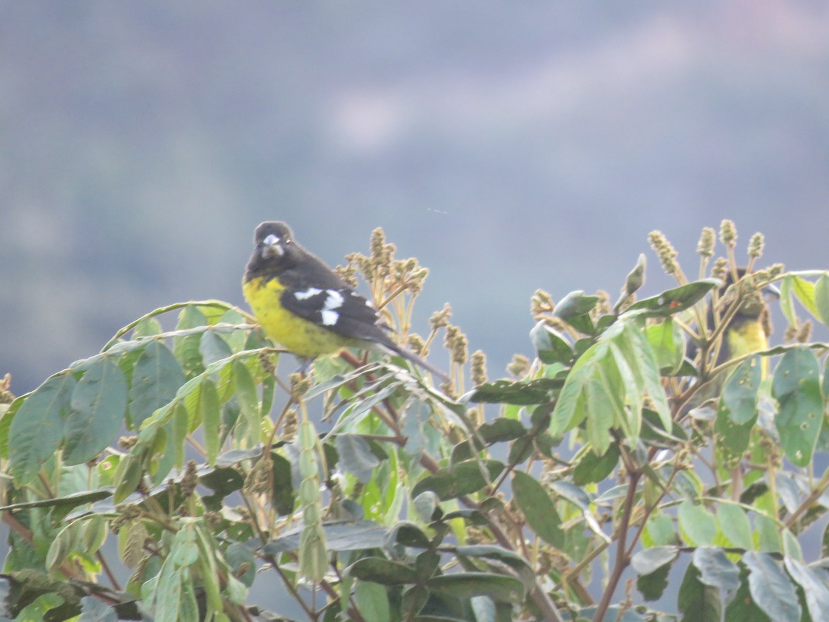 Black-backed Grosbeak - ML638416724