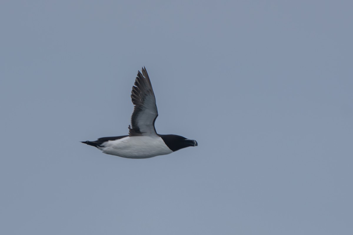 Razorbill - ML638416819
