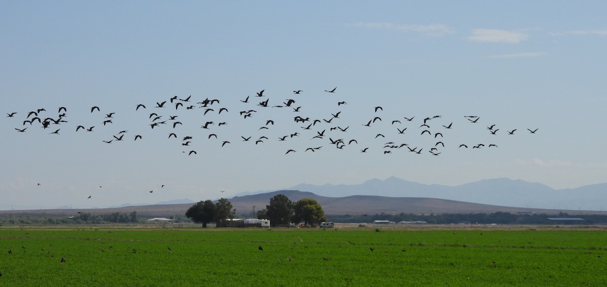 White-faced Ibis - ML638416844