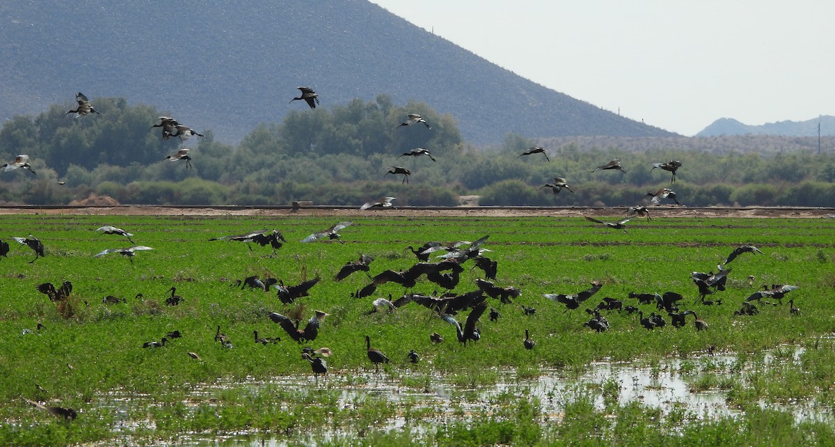 White-faced Ibis - ML638416851