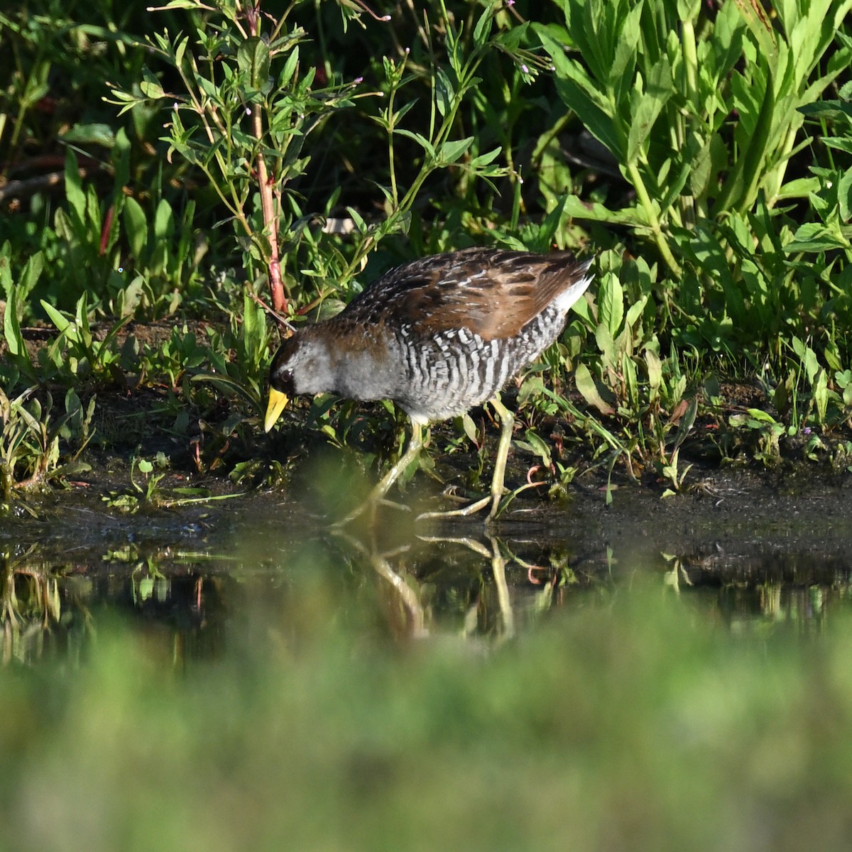 Polluela Sora - ML638416863