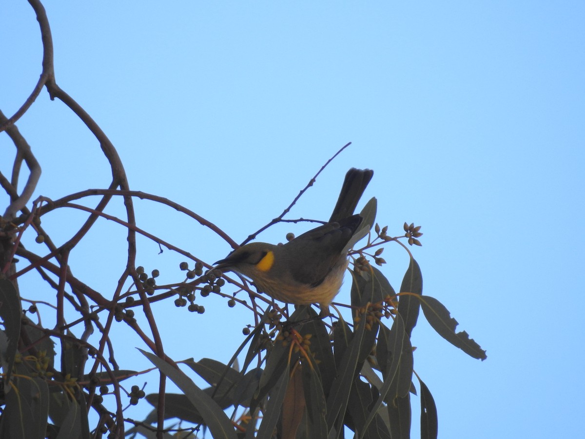 Gray-fronted Honeyeater - ML638416866