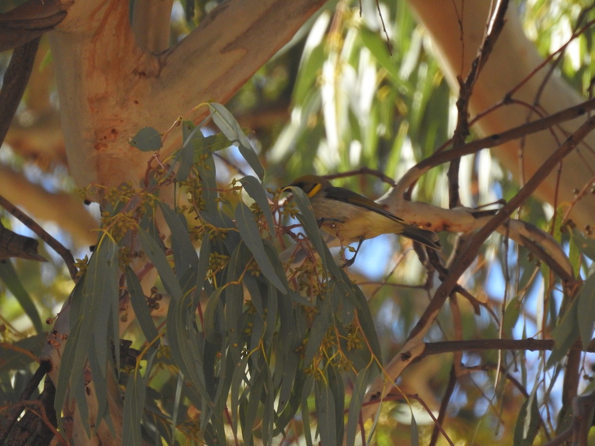 Gray-fronted Honeyeater - ML638416867