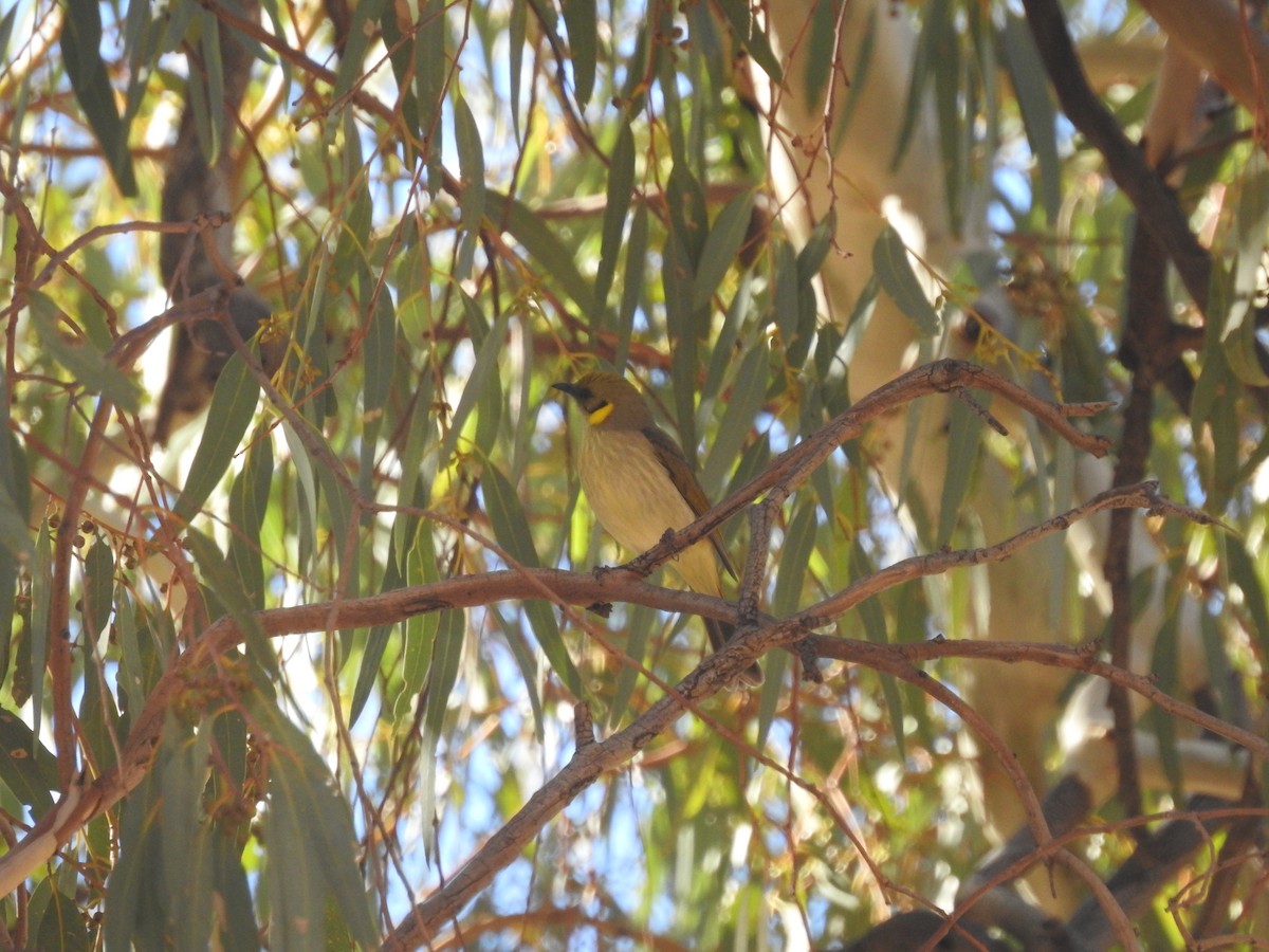 Gray-fronted Honeyeater - ML638416868