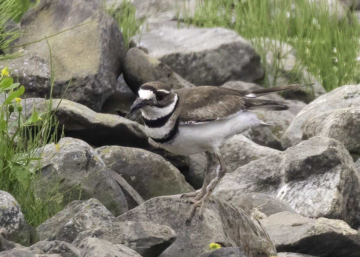 Killdeer - ML638416869