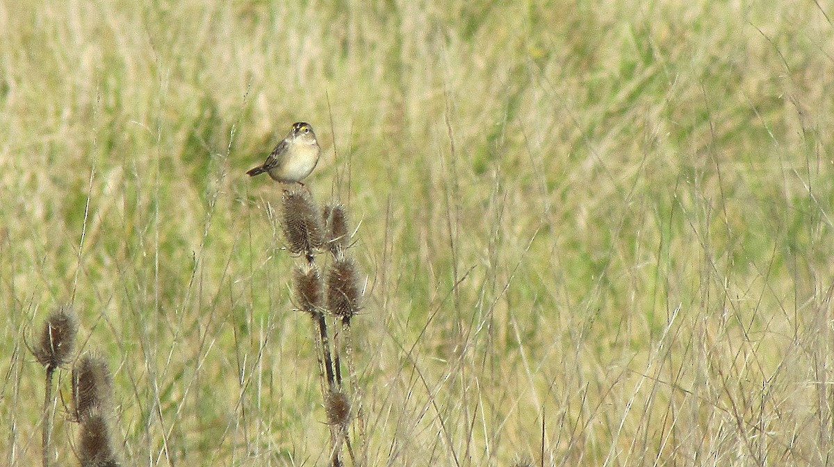 Grassland Sparrow - ML638416875