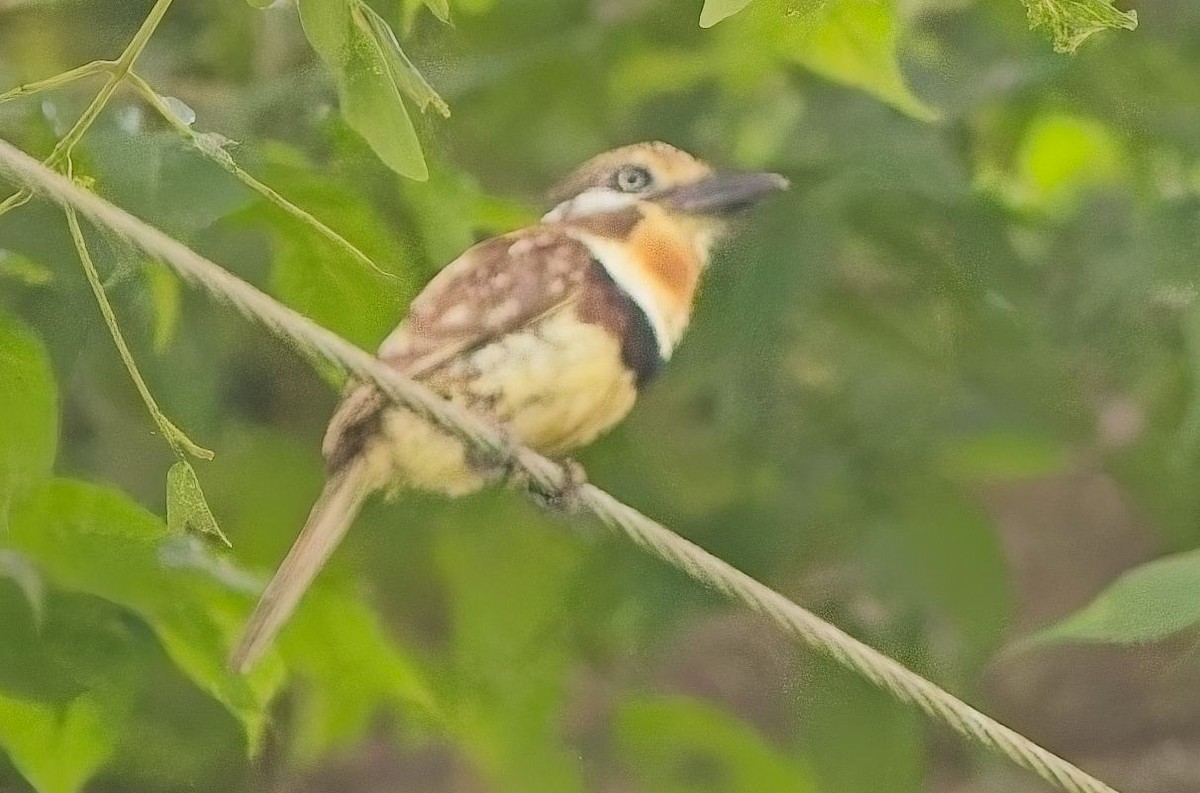 Russet-throated Puffbird - ML638416897