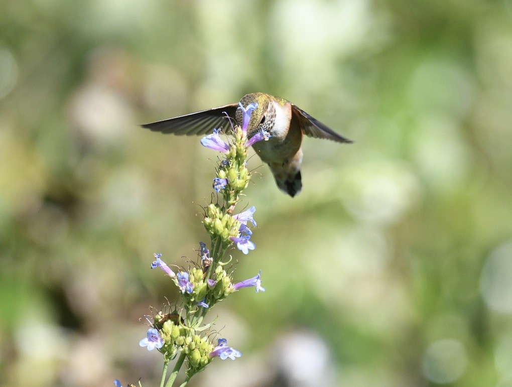 Rufous Hummingbird - ML638416915
