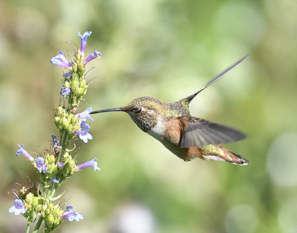 Rufous Hummingbird - ML638416916
