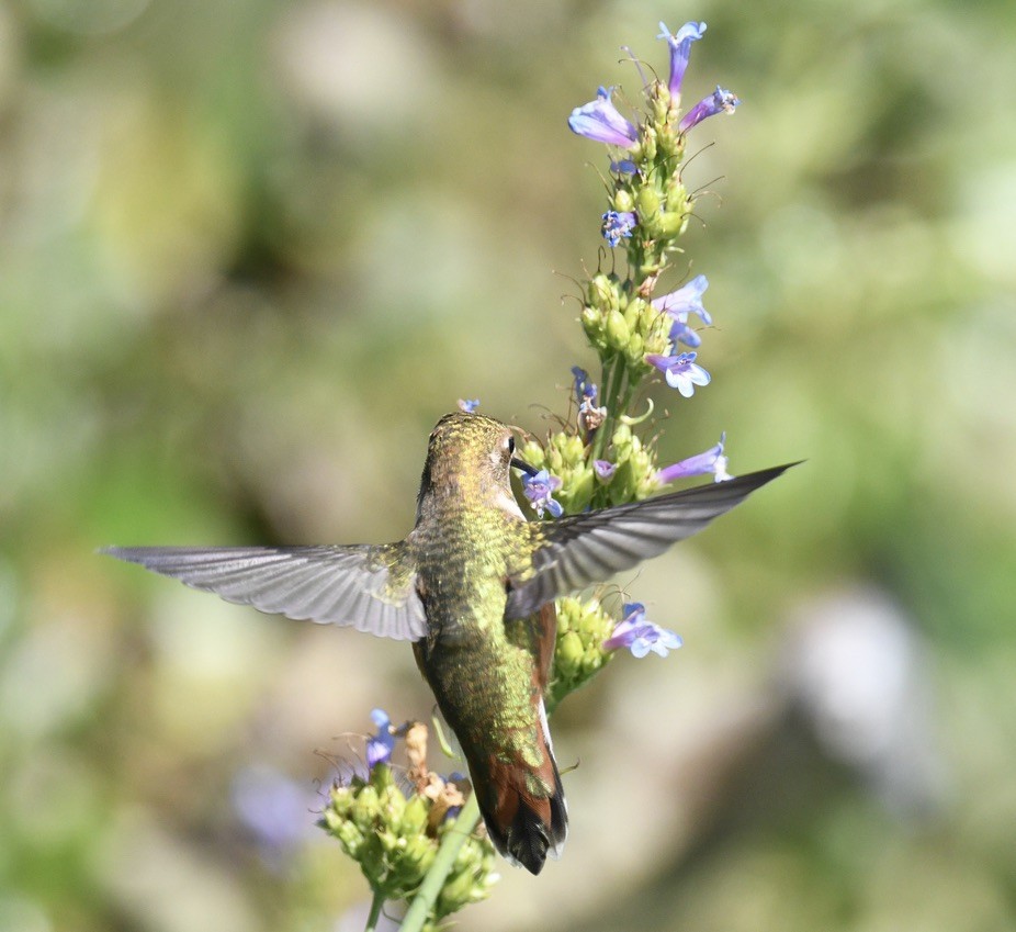 Rufous Hummingbird - ML638416917