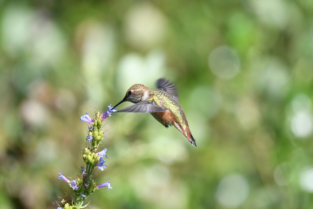 Rufous Hummingbird - ML638416918