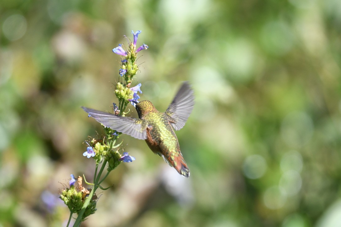 Rufous Hummingbird - ML638416919