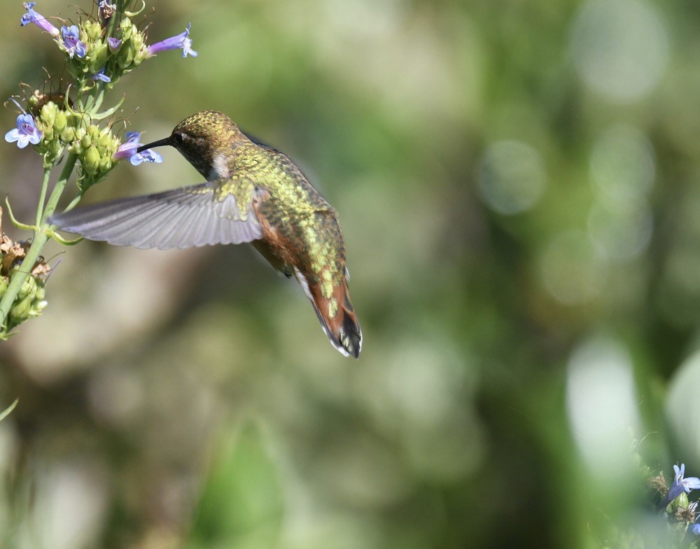 Rufous Hummingbird - ML638416920
