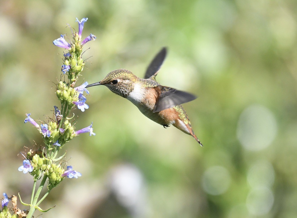 Rufous Hummingbird - ML638416921