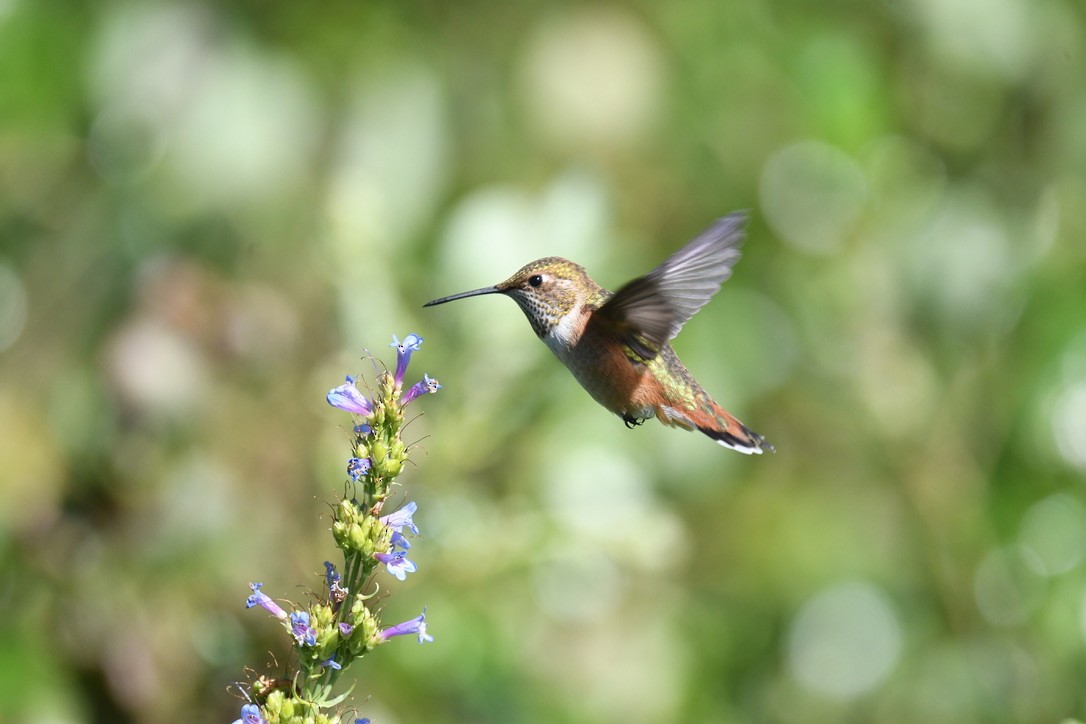 Rufous Hummingbird - ML638416922