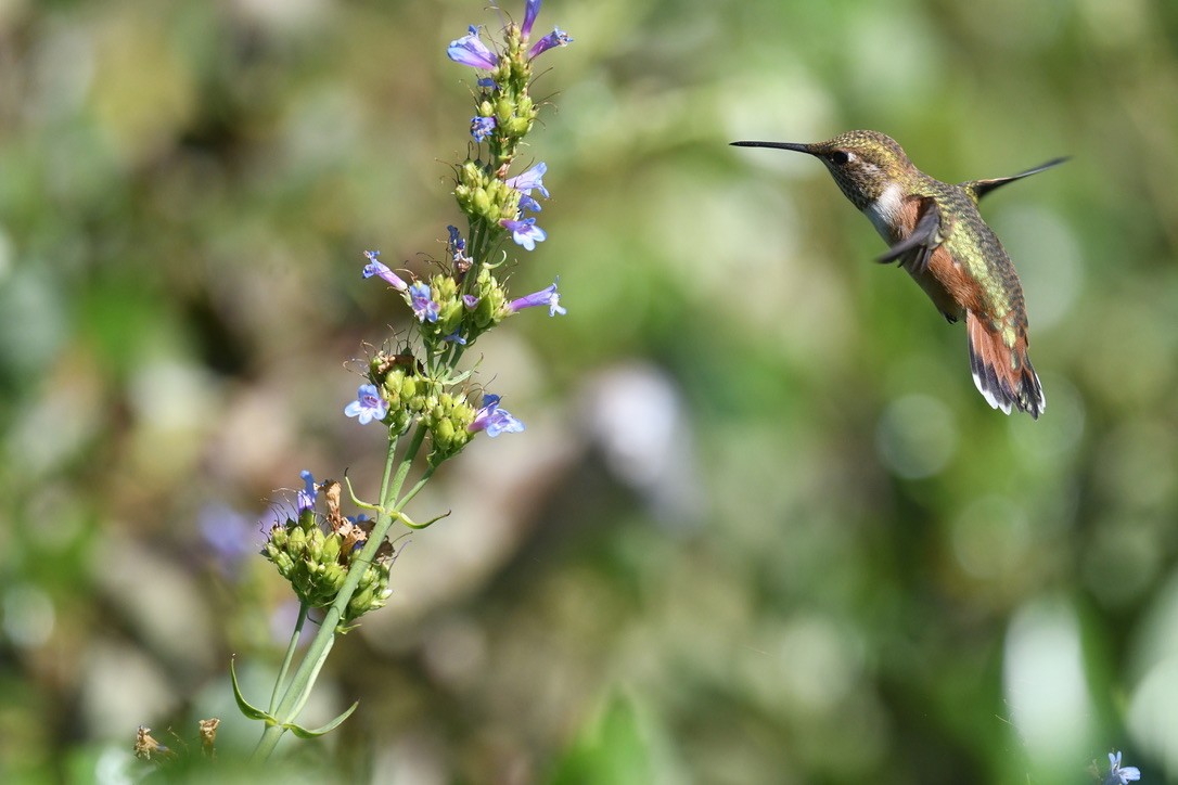 Rufous Hummingbird - ML638416923