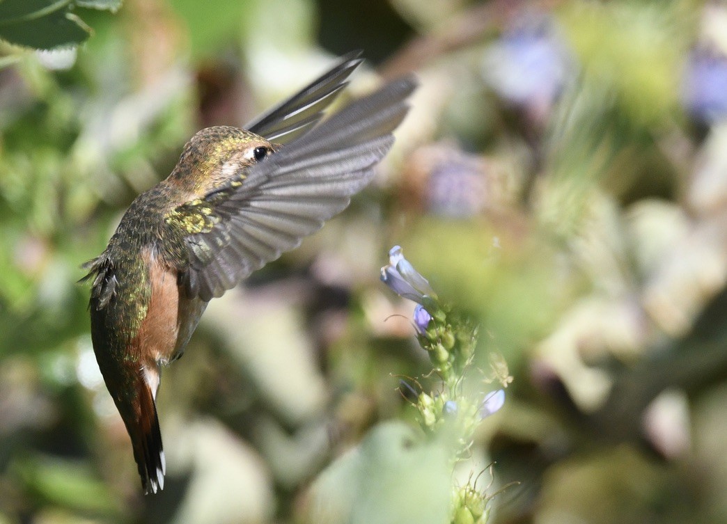 Rufous Hummingbird - ML638416924