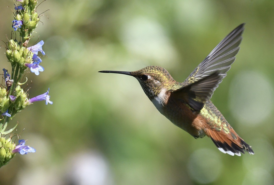 Rufous Hummingbird - ML638416925