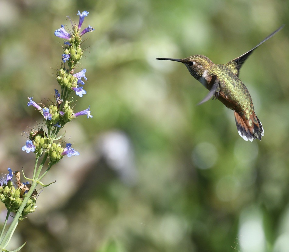 Rufous Hummingbird - ML638416926