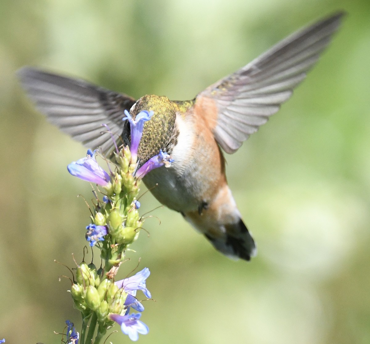 Rufous Hummingbird - ML638416928