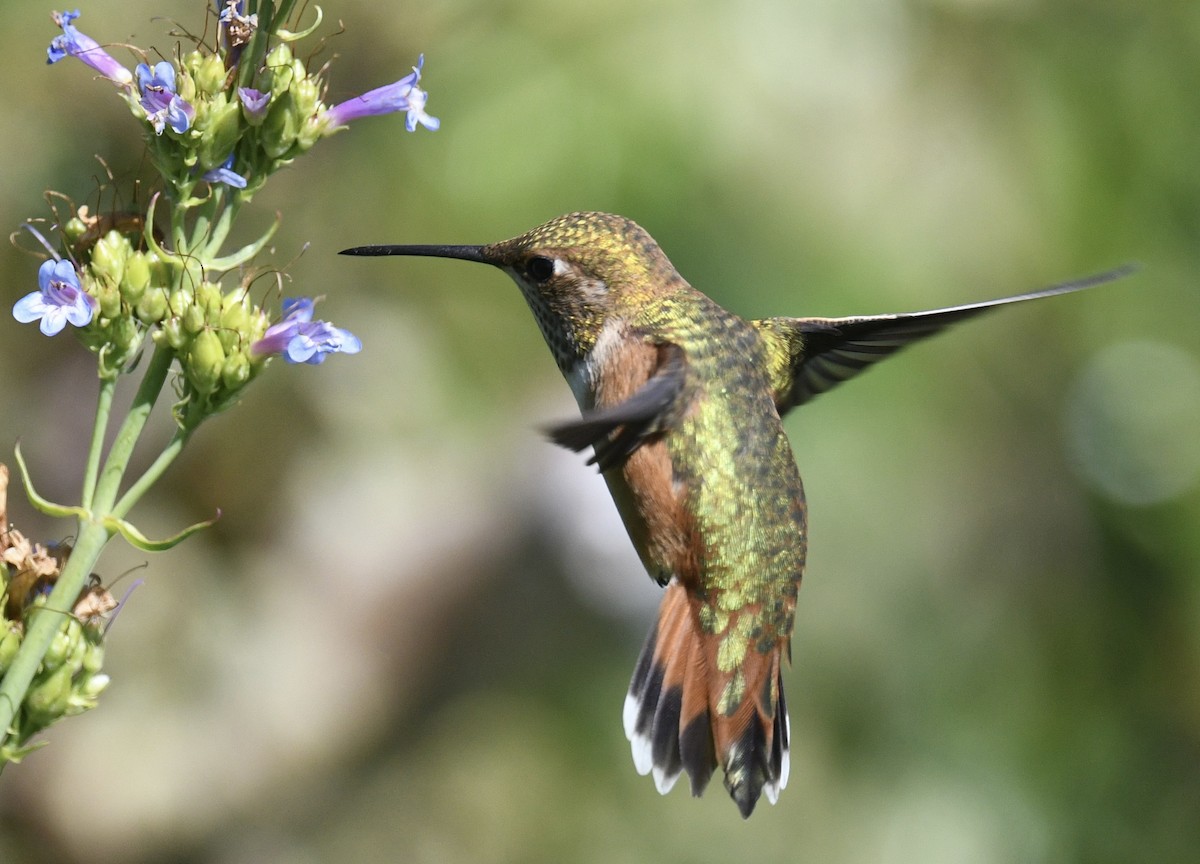 Rufous Hummingbird - ML638416929