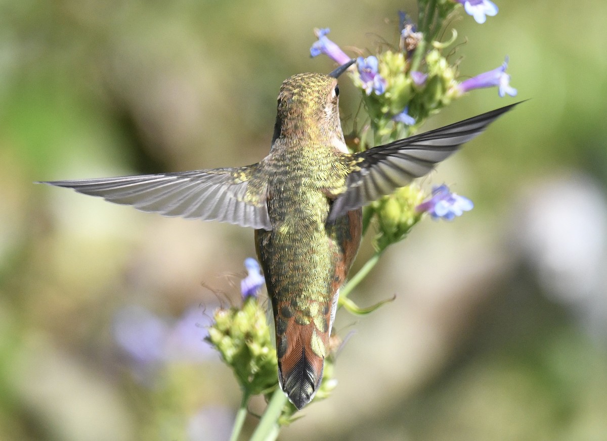Rufous Hummingbird - ML638416930