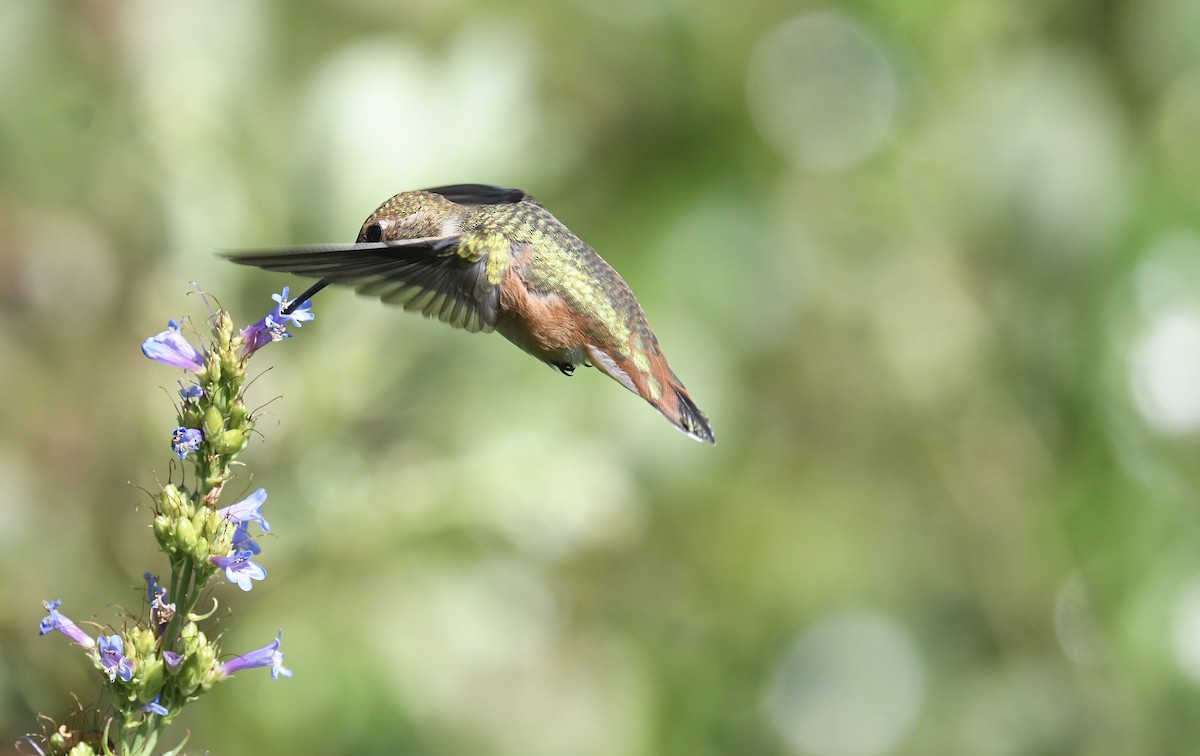 Rufous Hummingbird - ML638416931