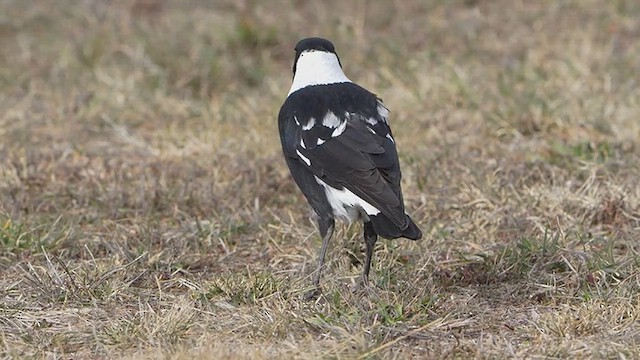 Australian Magpie - ML638416933